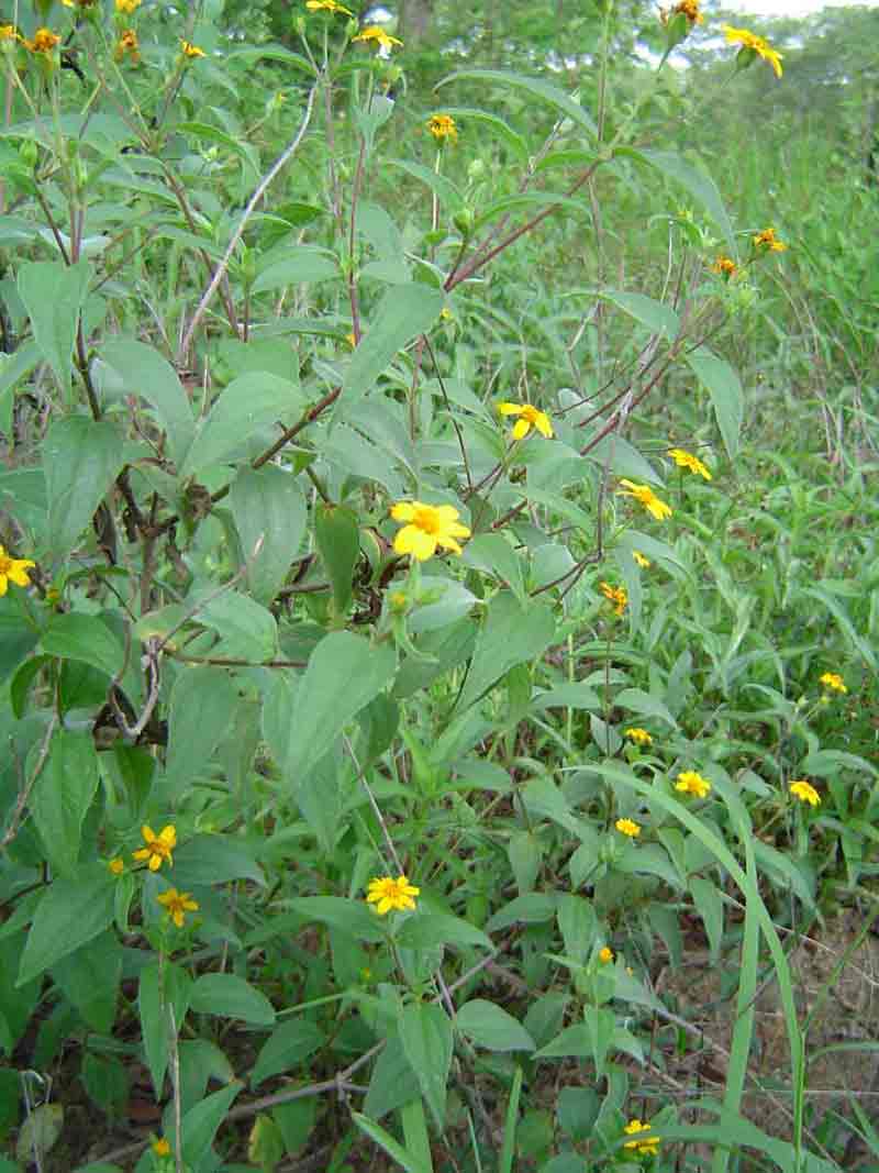 Aspilia mossambicensis