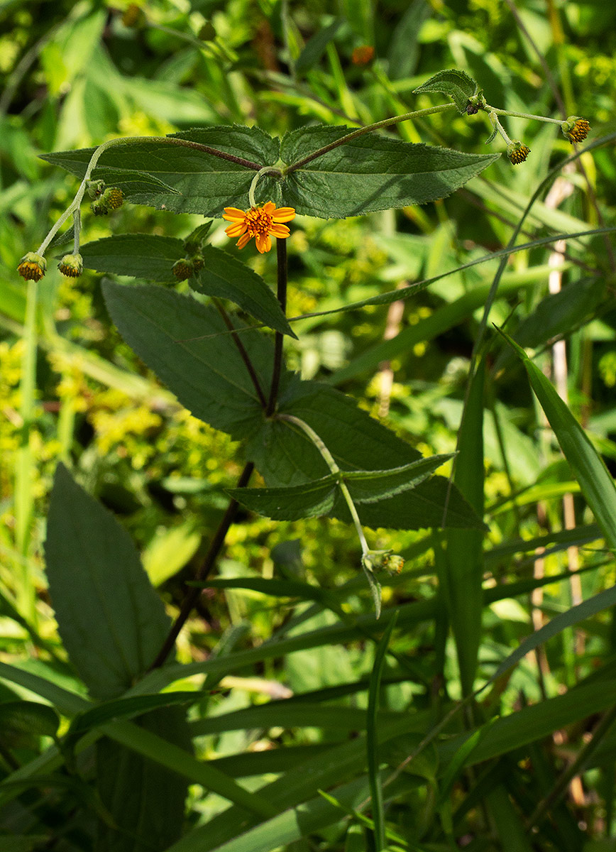 Aspilia mossambicensis