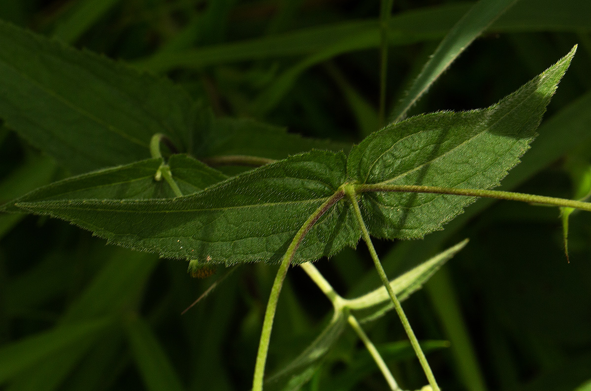 Aspilia mossambicensis