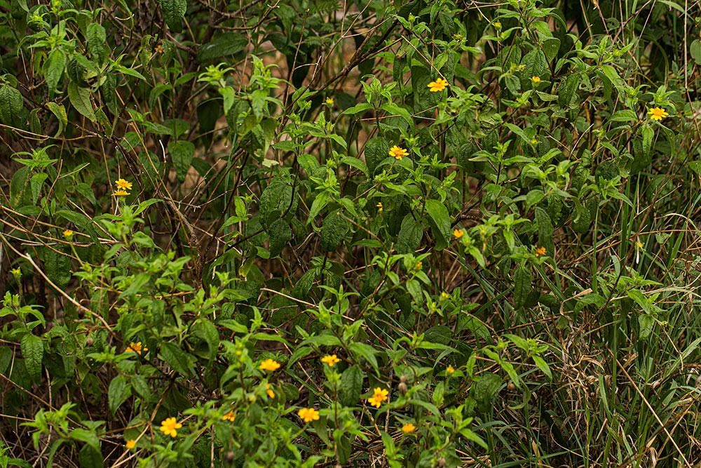 Aspilia mossambicensis