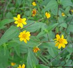 Aspilia mossambicensis