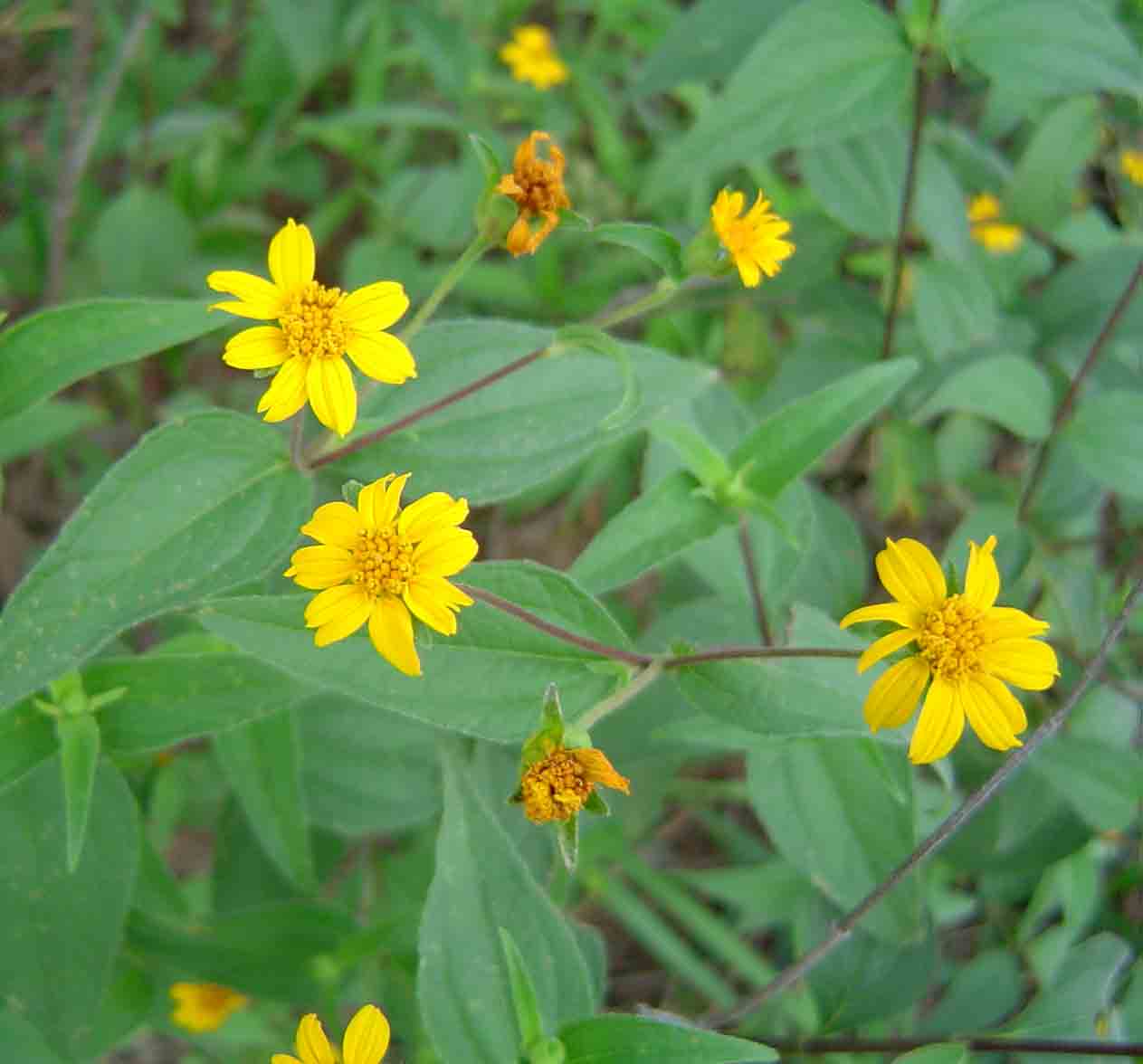 Aspilia mossambicensis