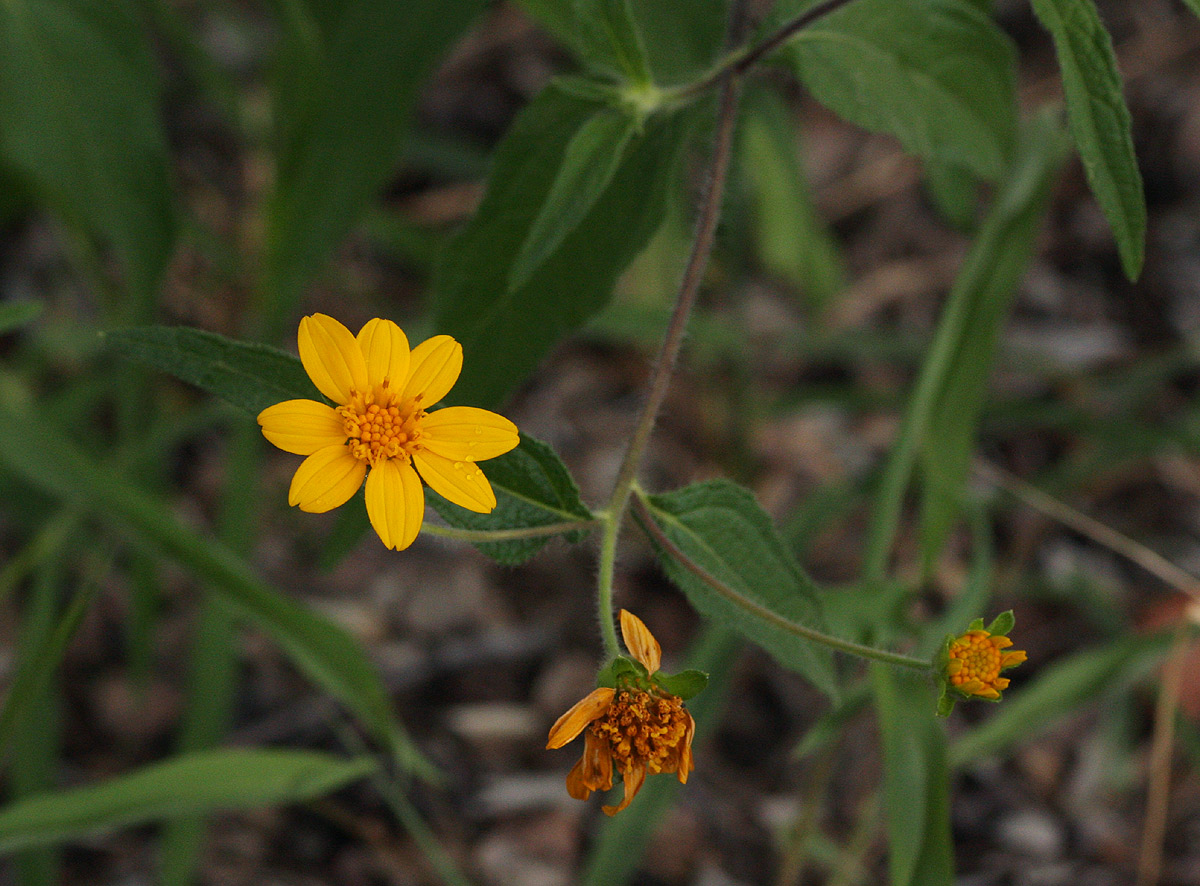 Aspilia mossambicensis