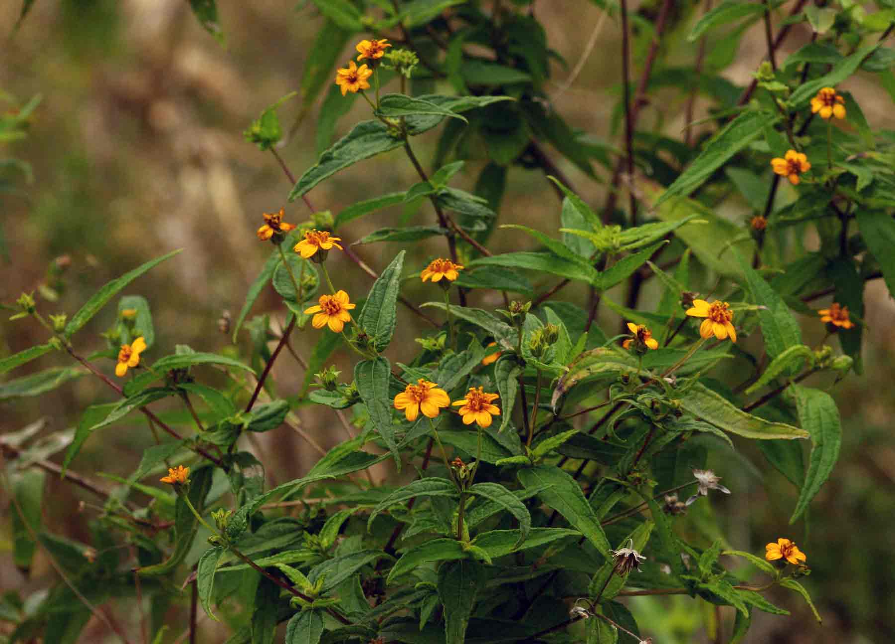 Aspilia mossambicensis