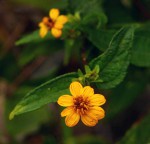 Aspilia mossambicensis