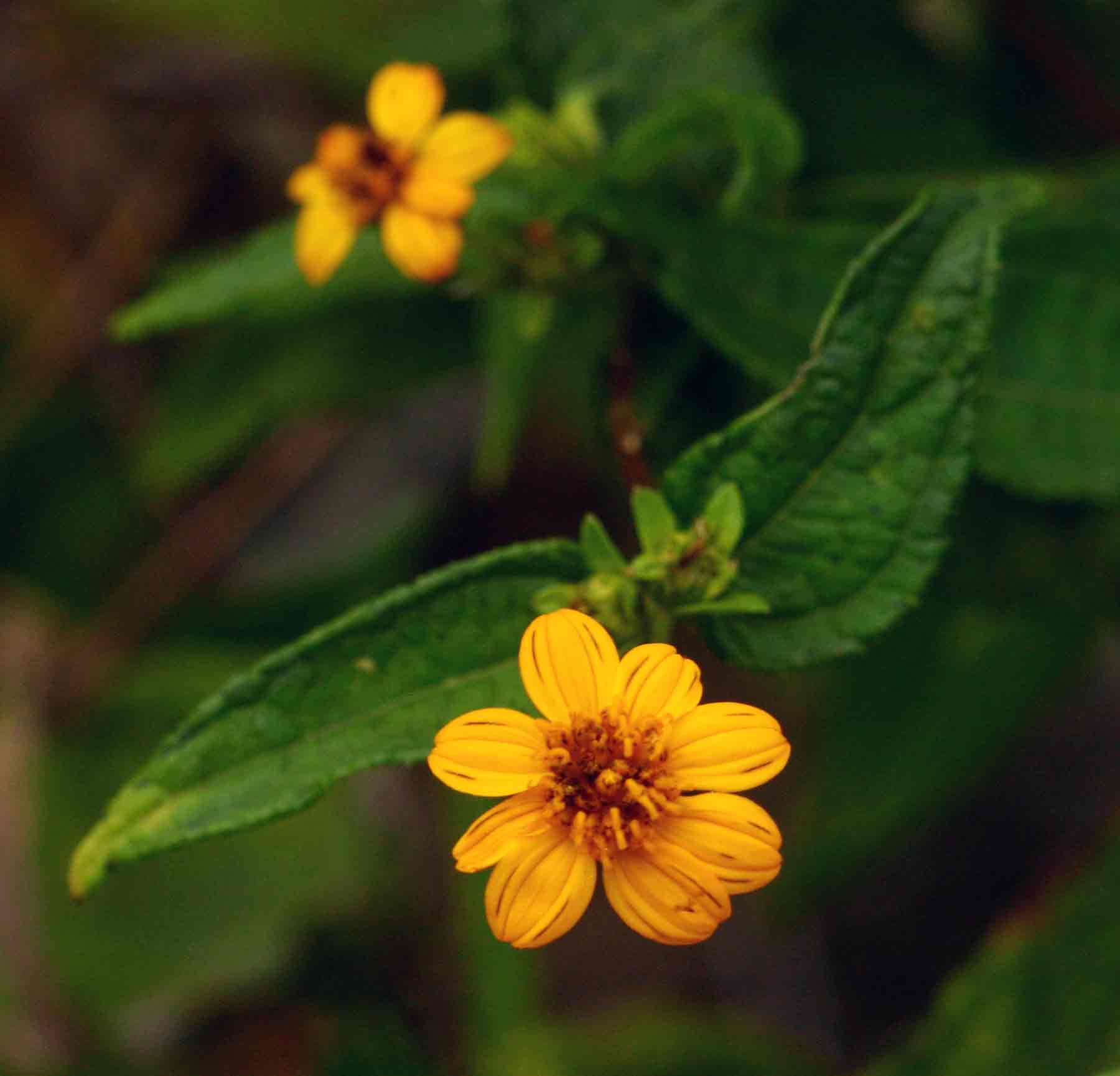 Aspilia mossambicensis