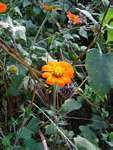 Tithonia rotundifolia