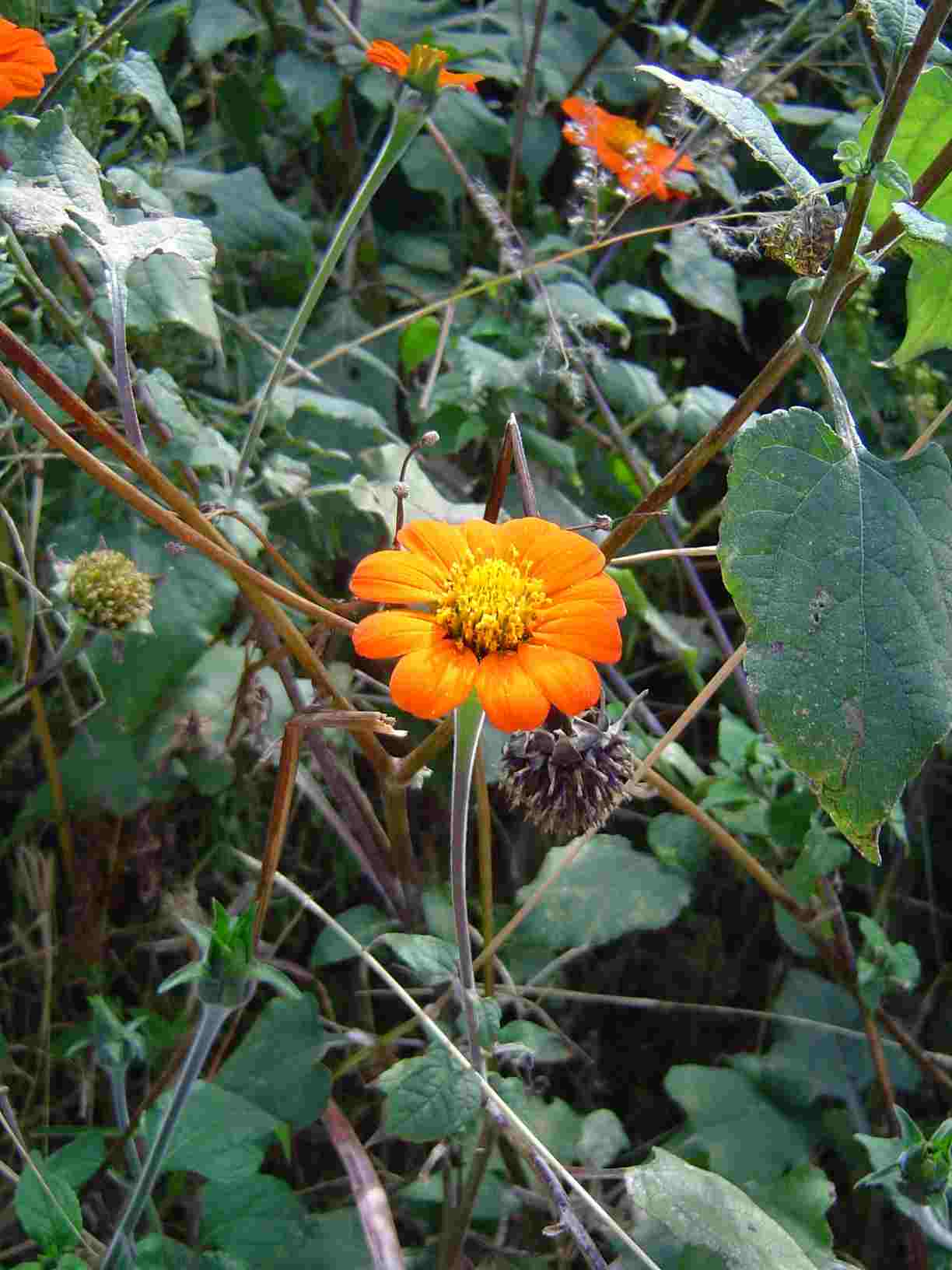 Tithonia rotundifolia