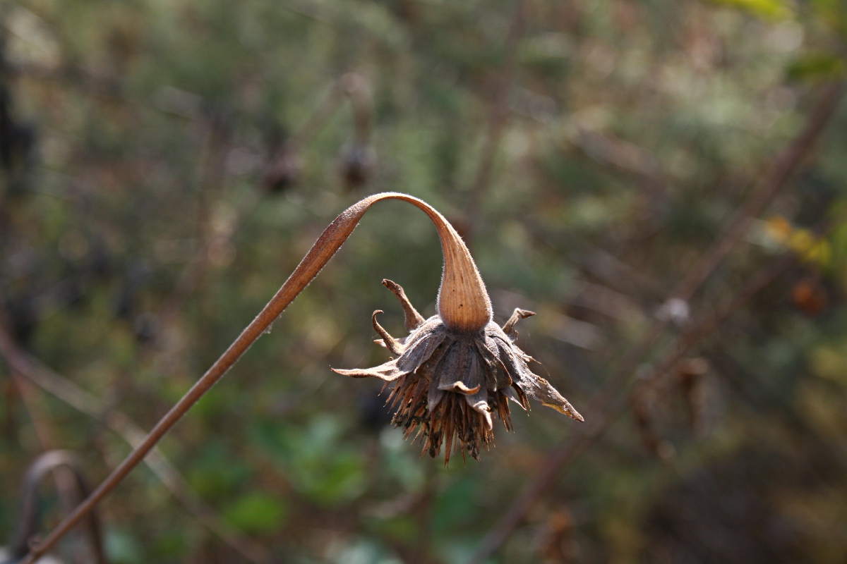 Tithonia rotundifolia