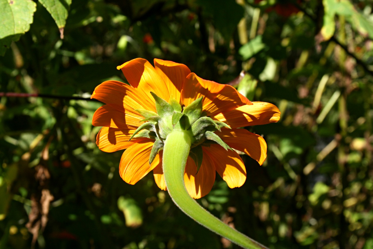 Tithonia rotundifolia Tithonia rotundifolia