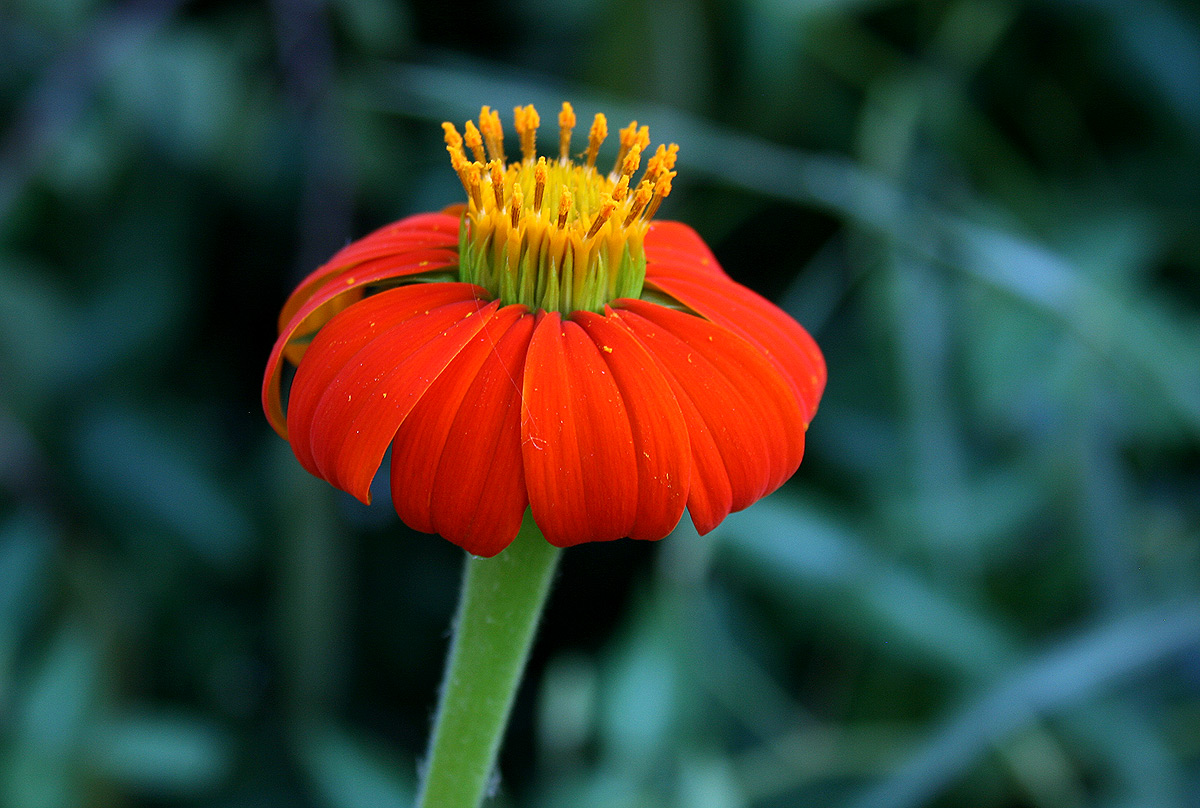 Tithonia rotundifolia