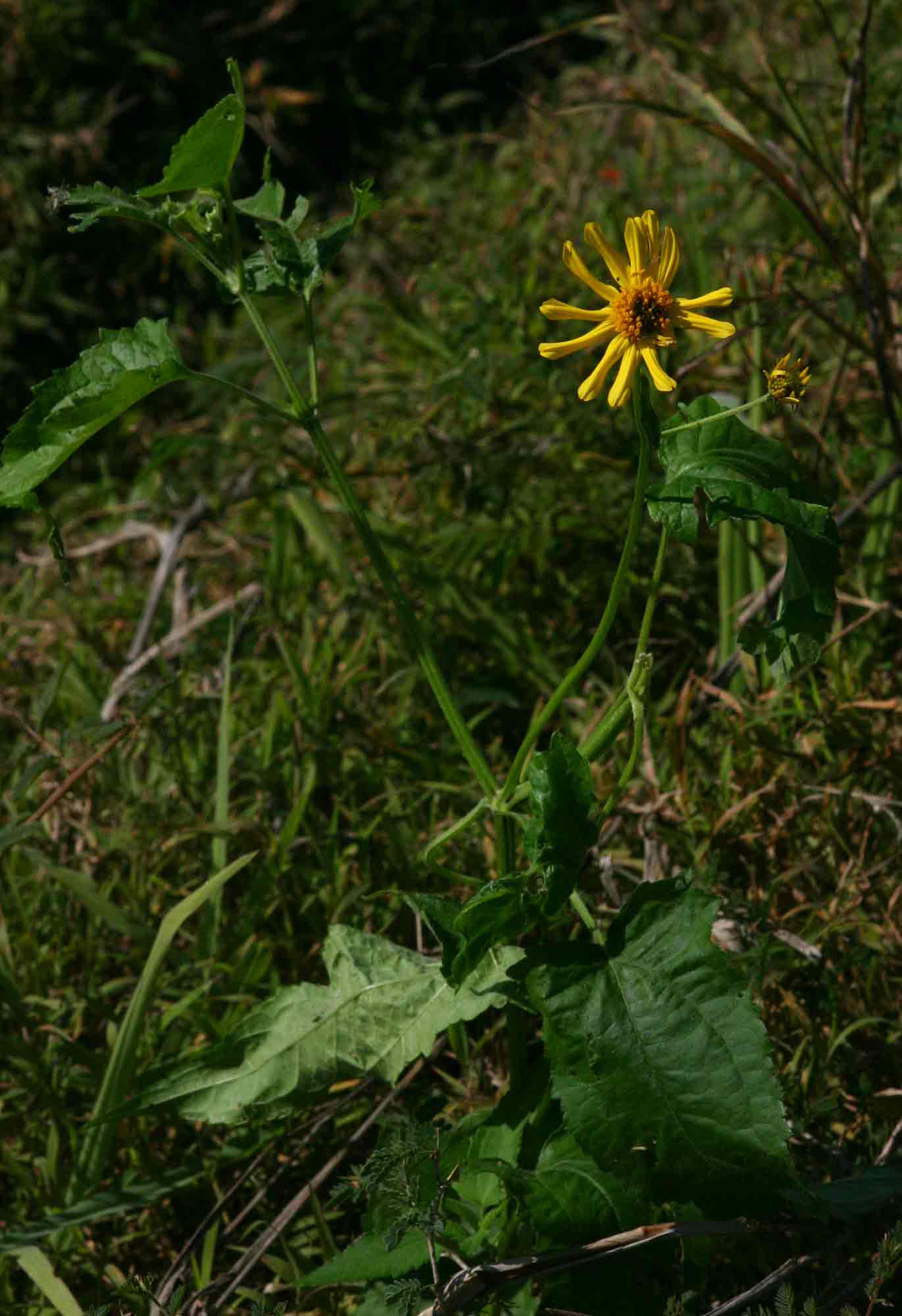 Lipotriche scandens subsp. madagascariensis