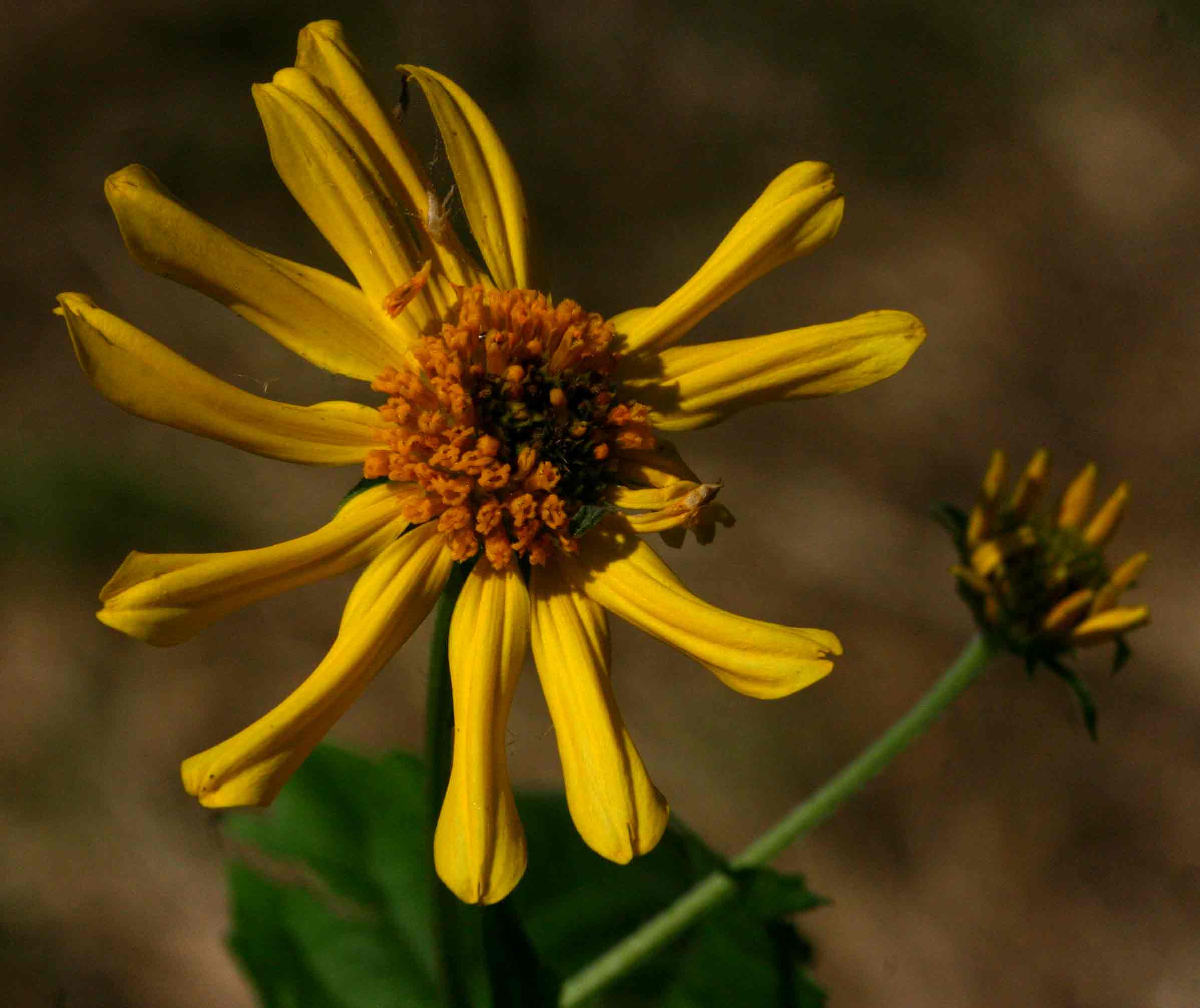 Lipotriche scandens subsp. madagascariensis