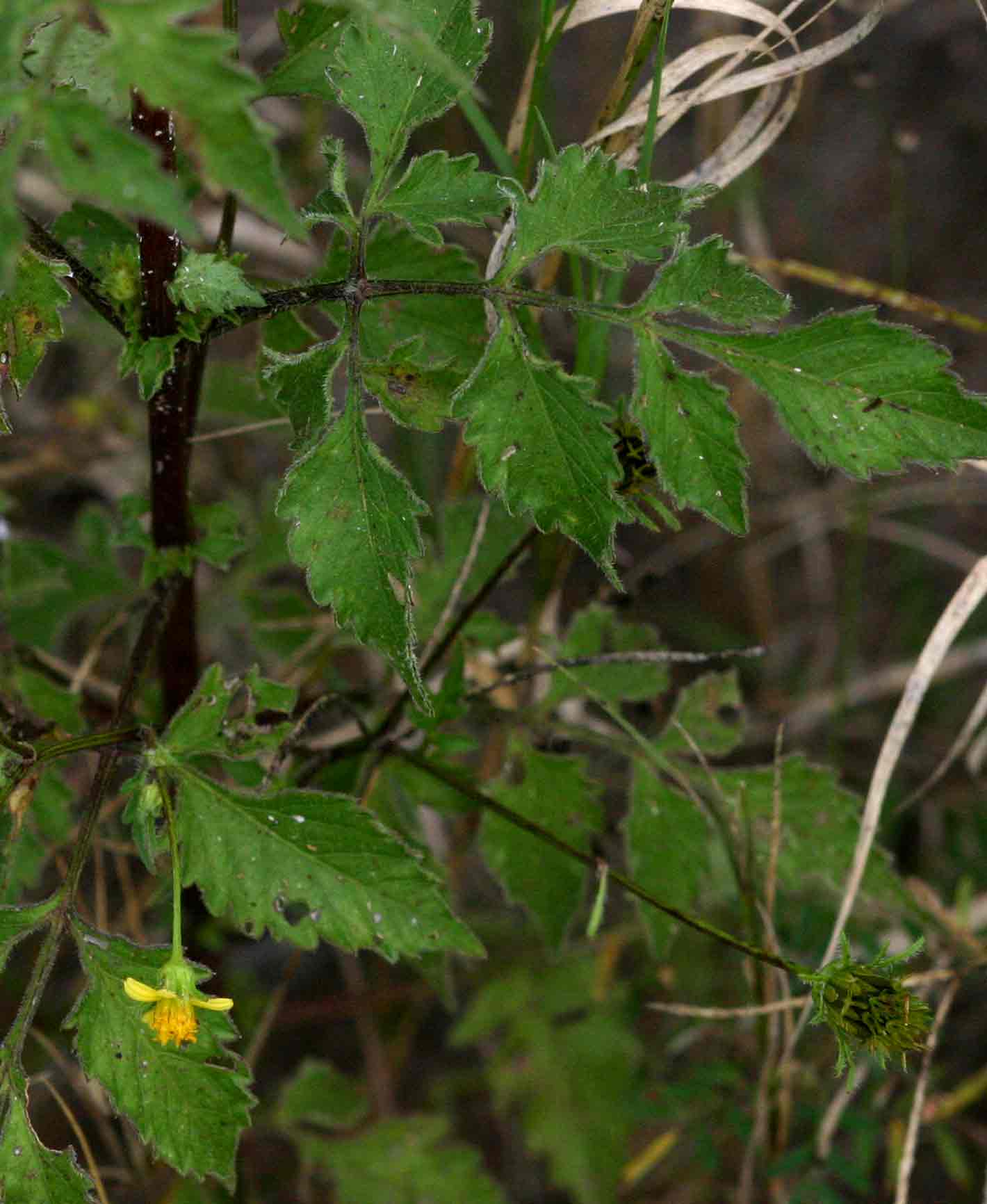 Bidens biternata