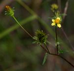 Bidens biternata