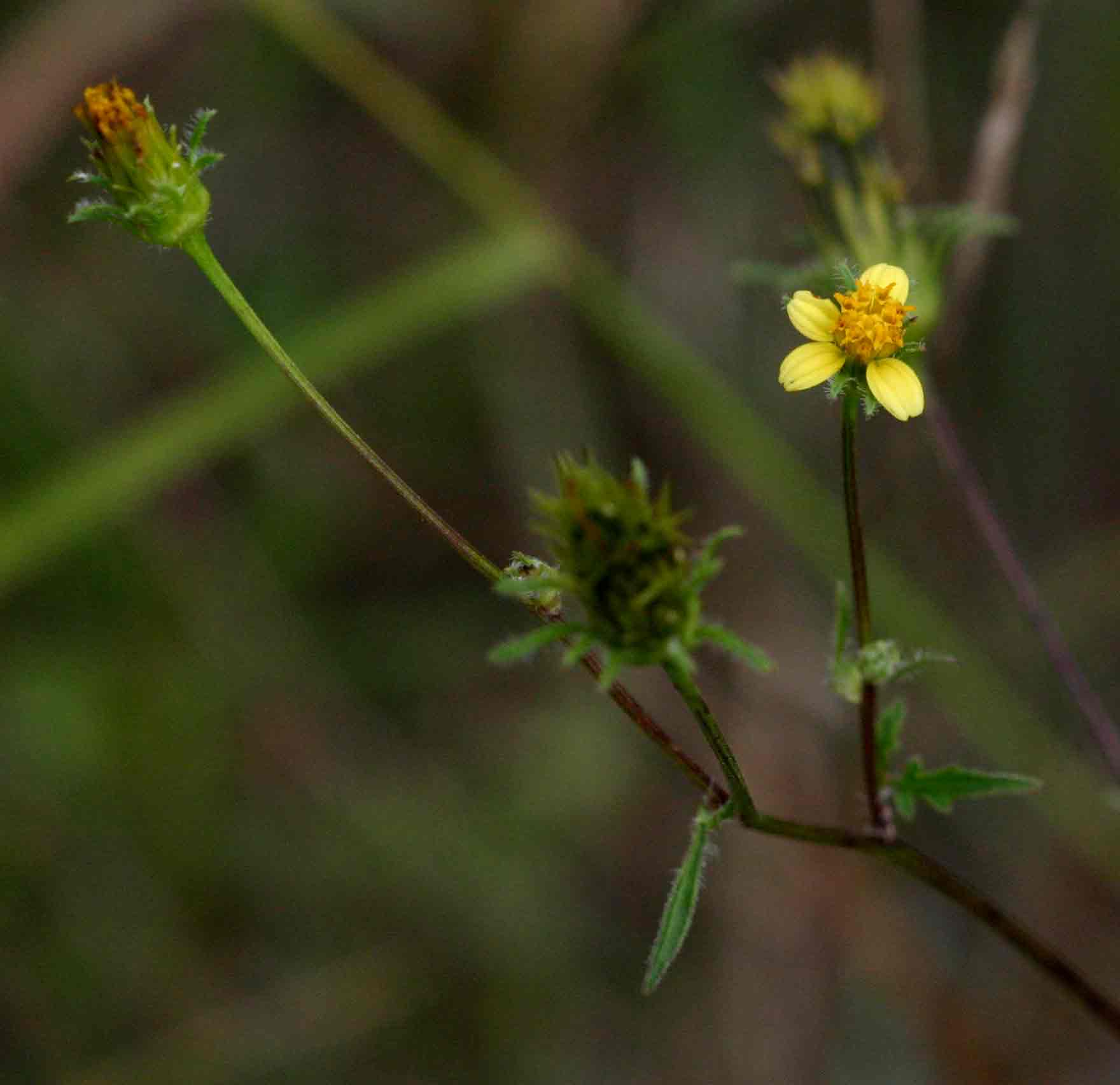 Bidens biternata