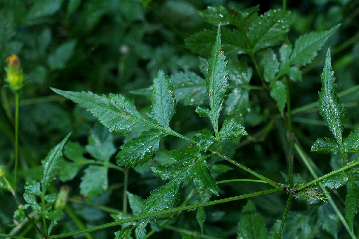 Bidens biternata