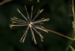 Bidens biternata
