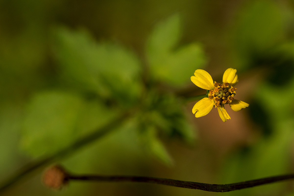 Bidens biternata Bidens biternata