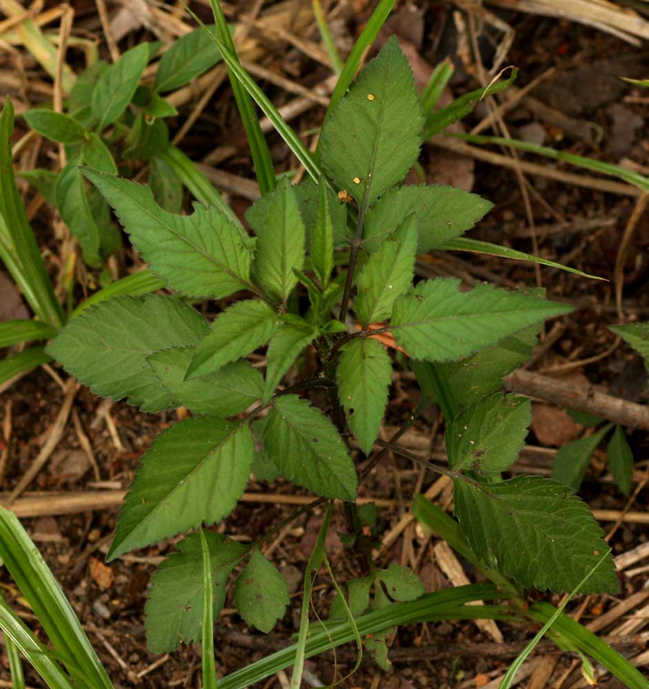 Bidens pilosa