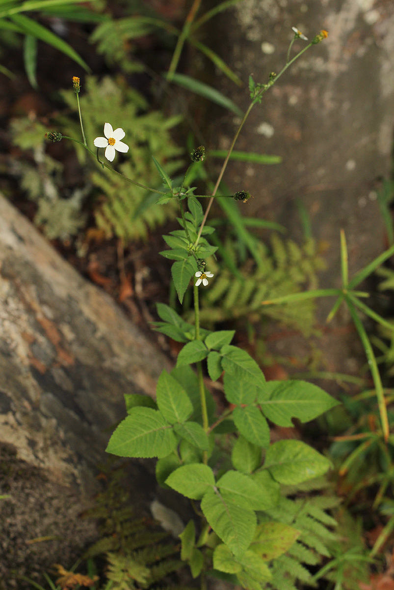 Bidens pilosa