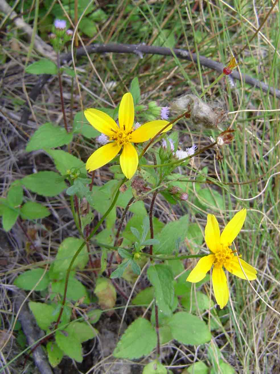 Bidens schimperi