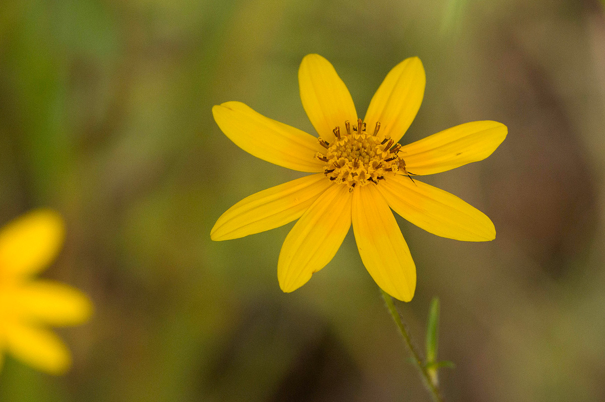 Bidens schimperi