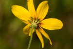 Bidens schimperi