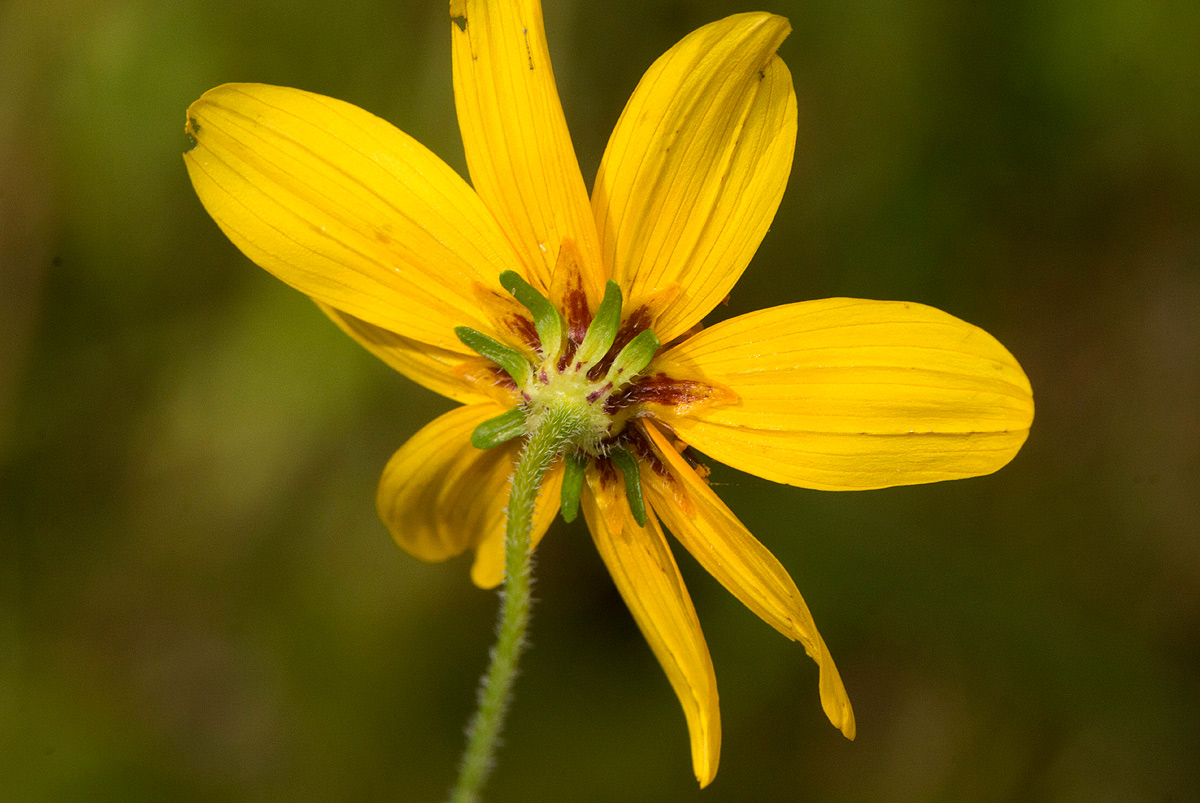Bidens schimperi Bidens schimperi