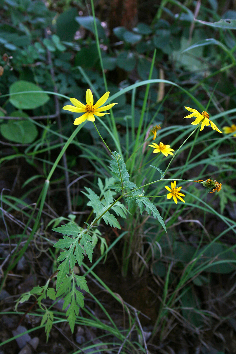 Bidens schimperi