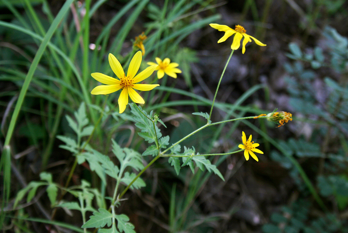 Bidens schimperi