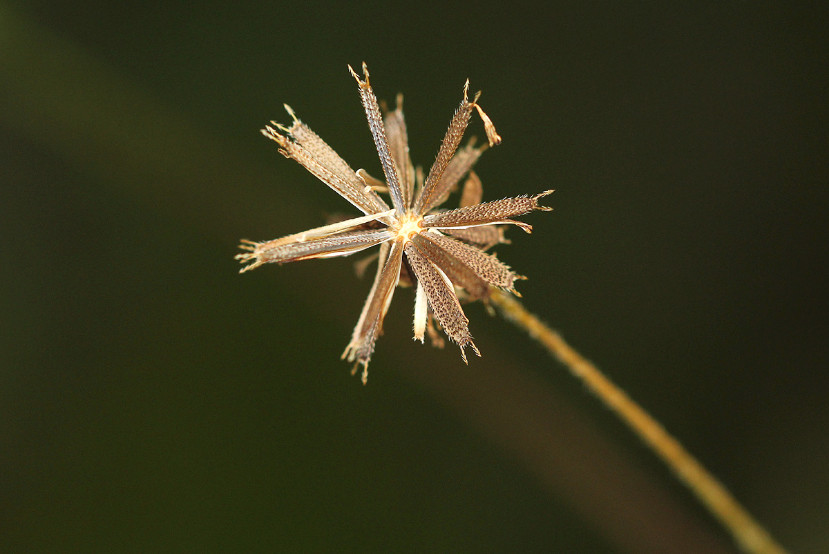 Bidens schimperi Bidens schimperi