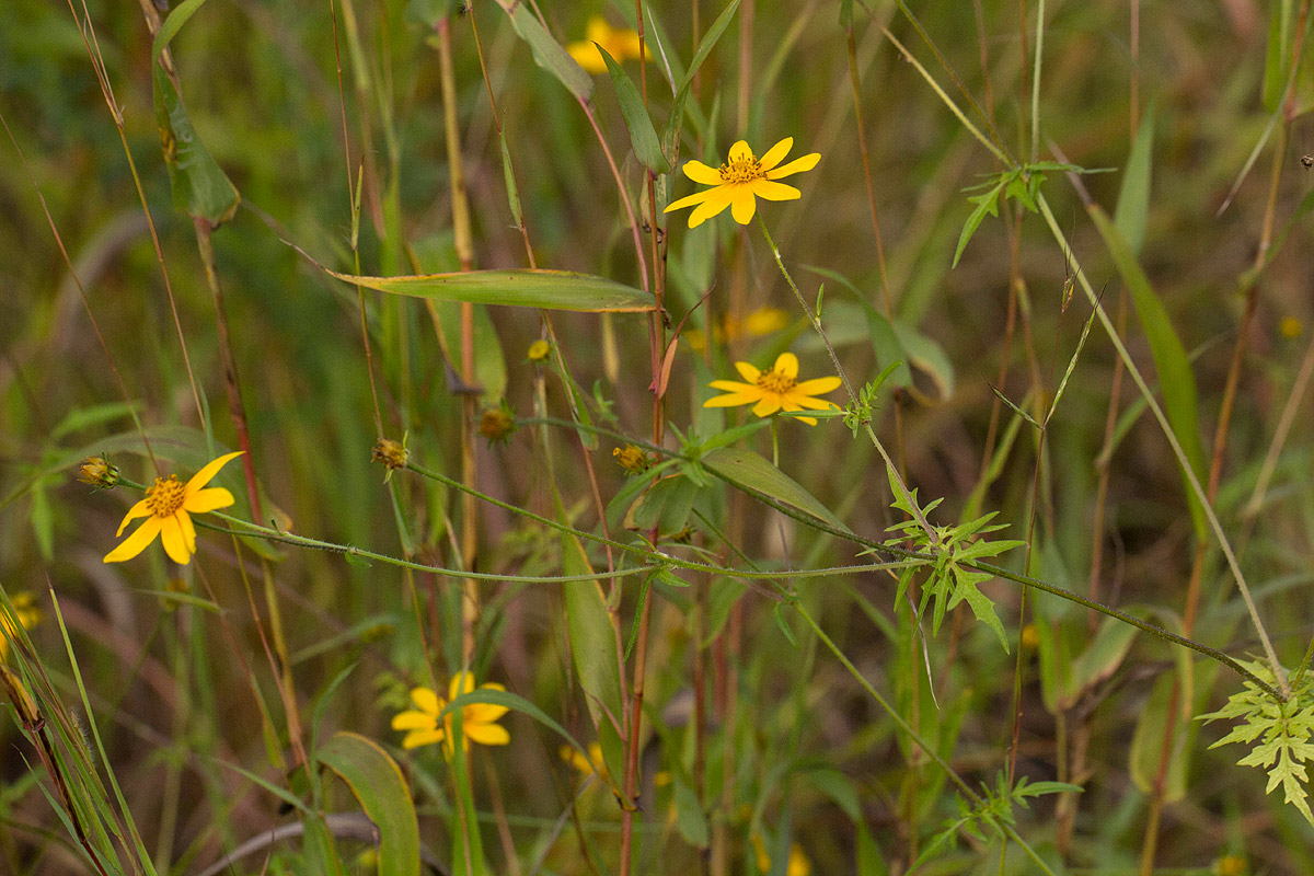 Bidens schimperi Bidens schimperi