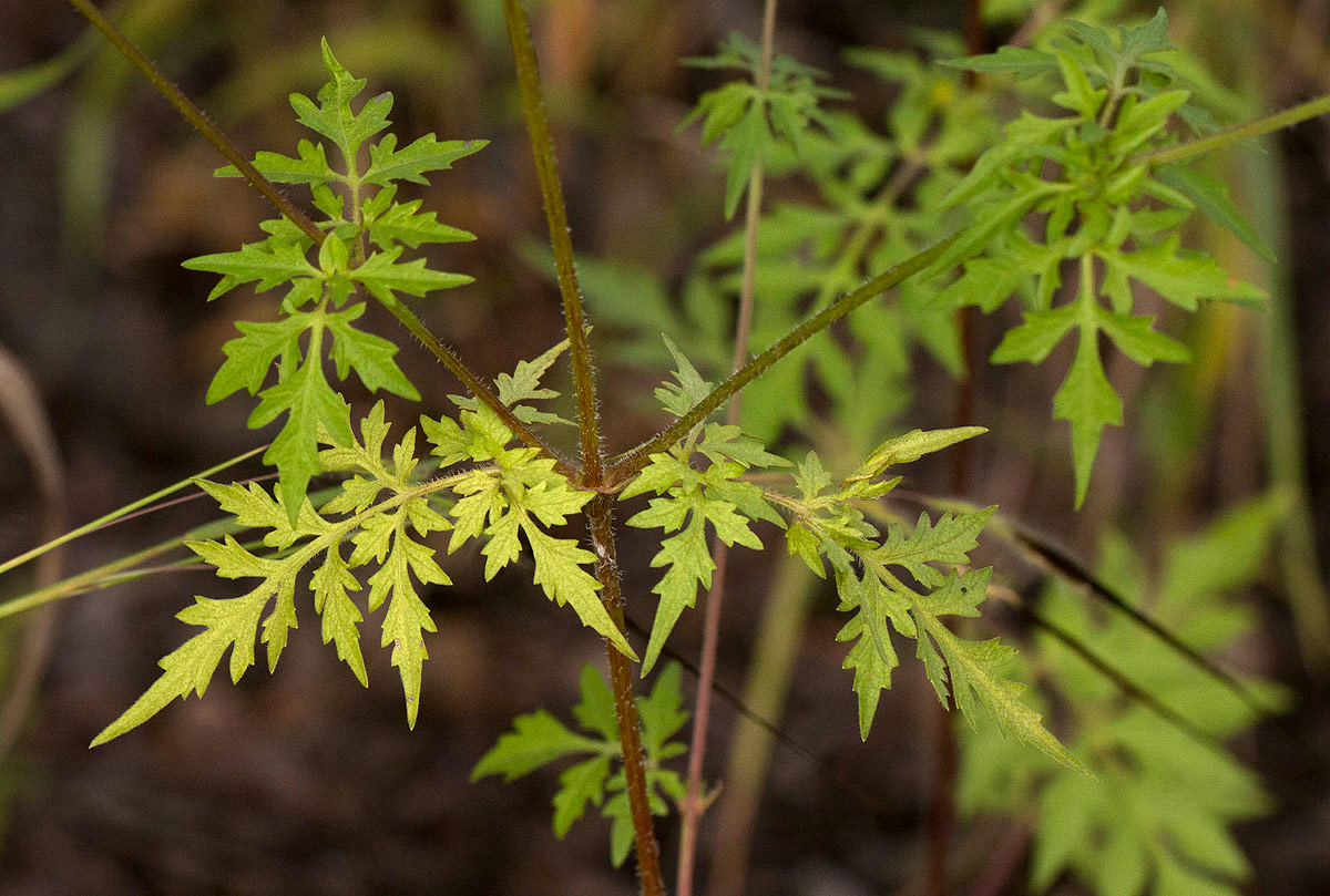 Bidens schimperi Bidens schimperi