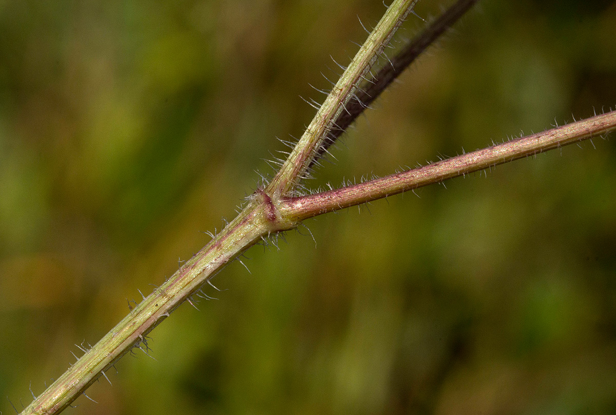 Bidens schimperi