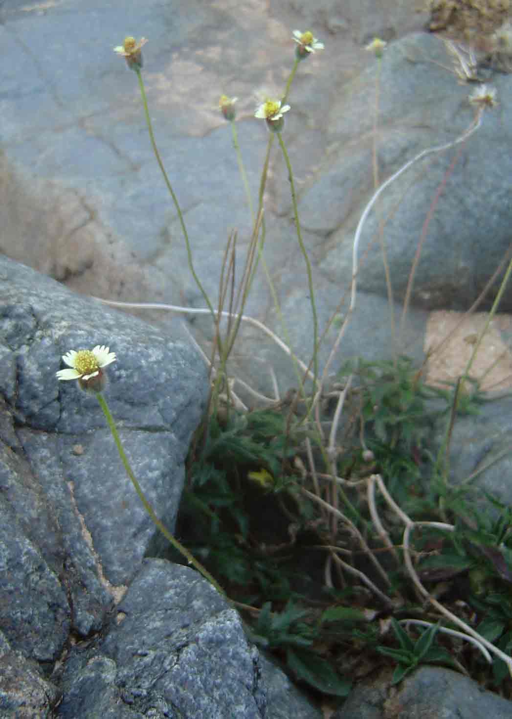 Tridax procumbens