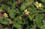 Tridax procumbens