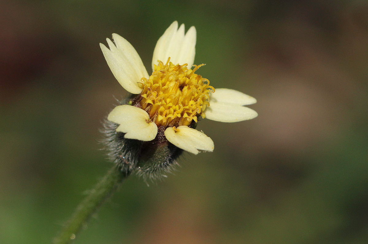 Tridax procumbens
