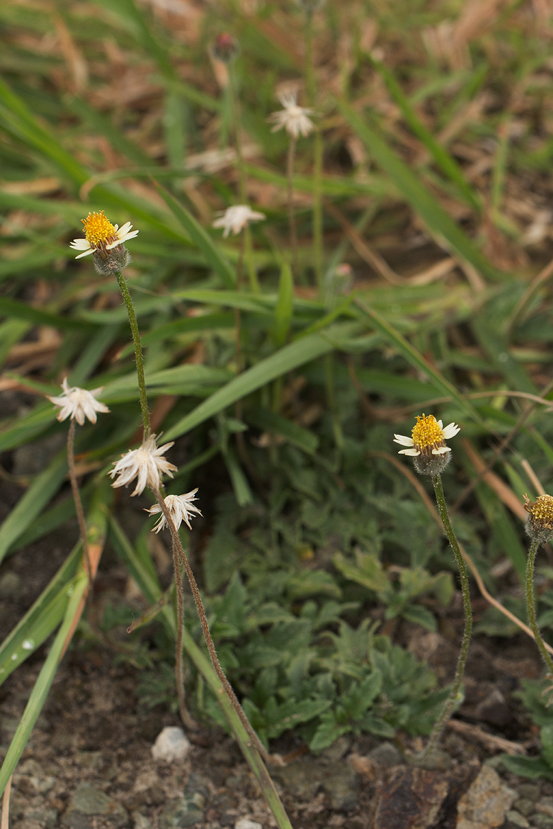 Tridax procumbens