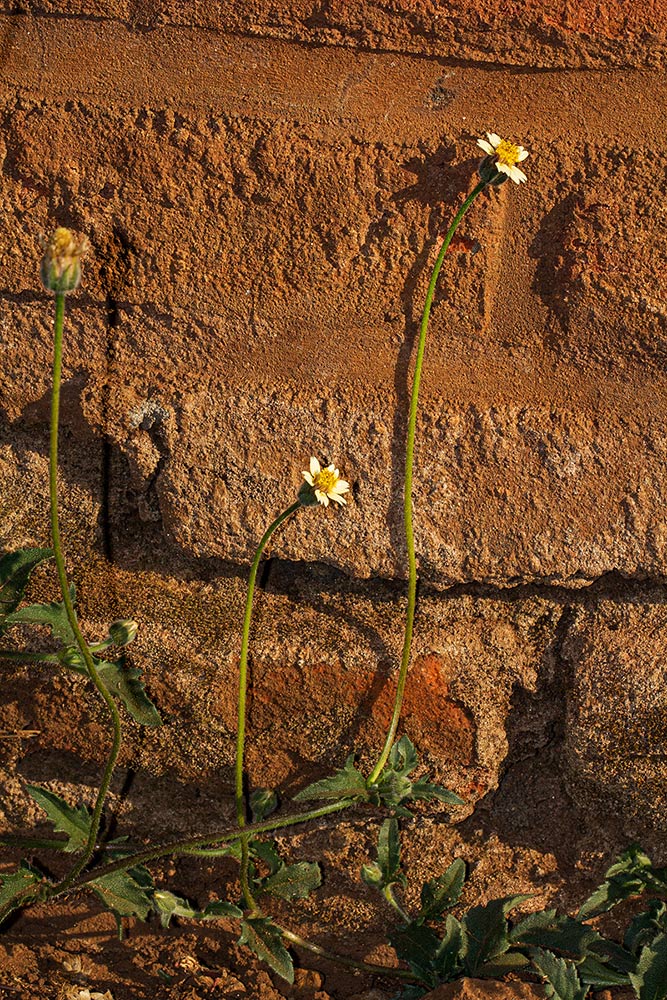 Tridax procumbens