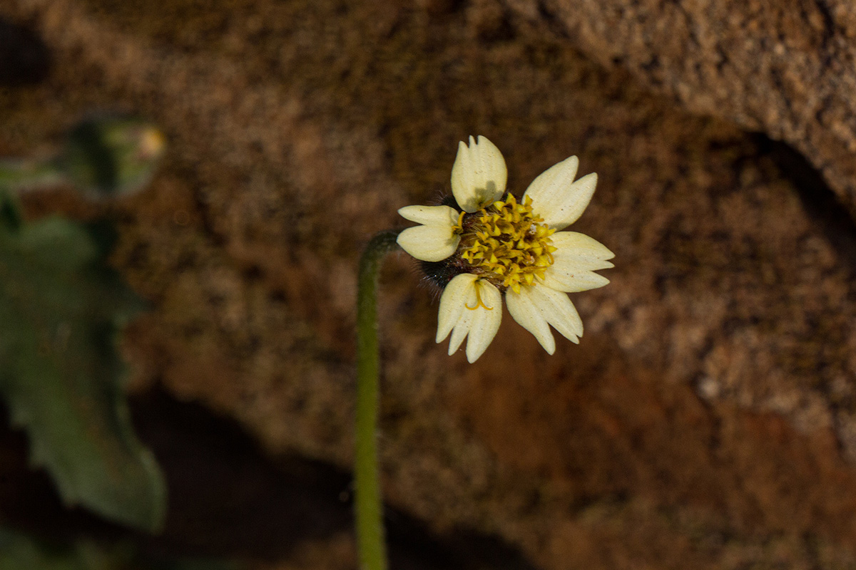 Tridax procumbens