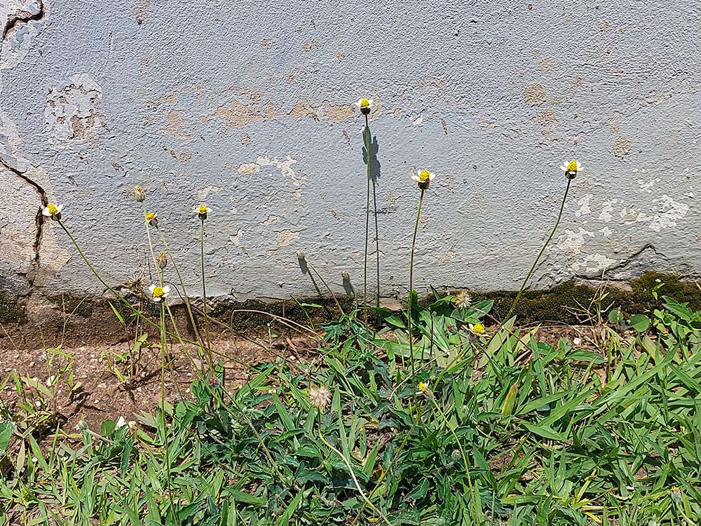 Tridax procumbens Tridax procumbens
