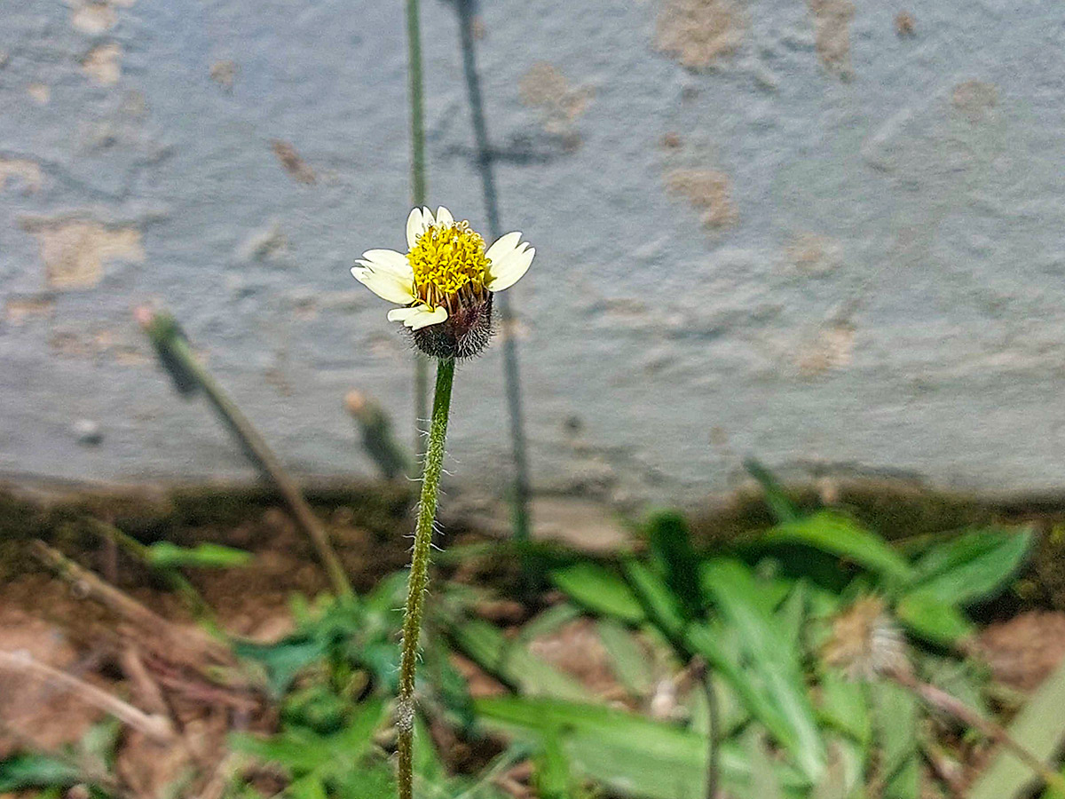 Tridax procumbens Tridax procumbens