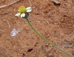 Tridax procumbens