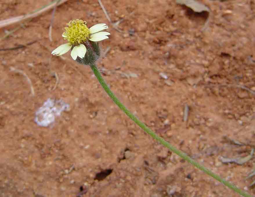 Tridax procumbens
