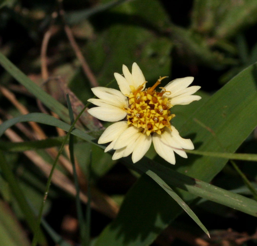 Tridax procumbens