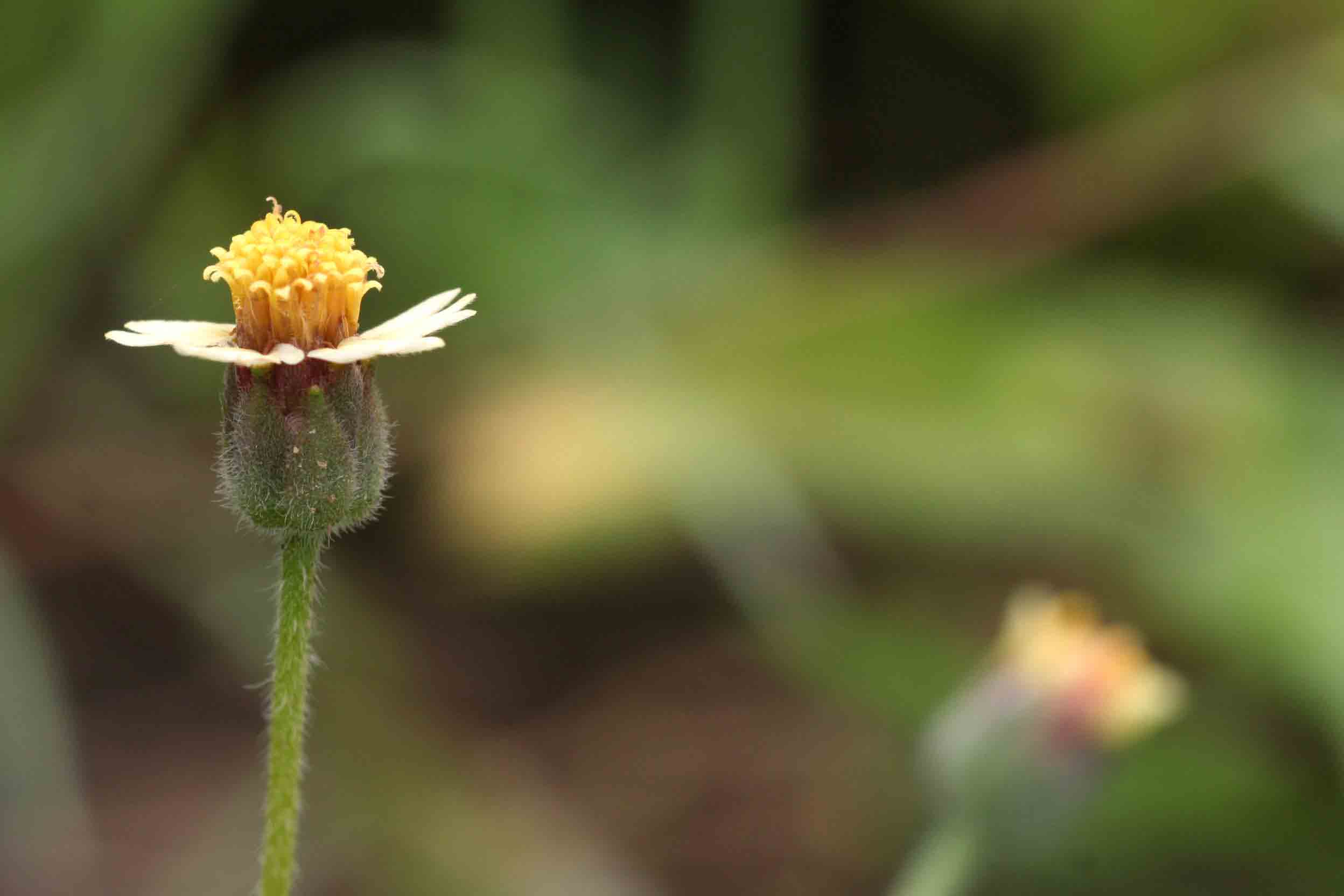 Tridax procumbens