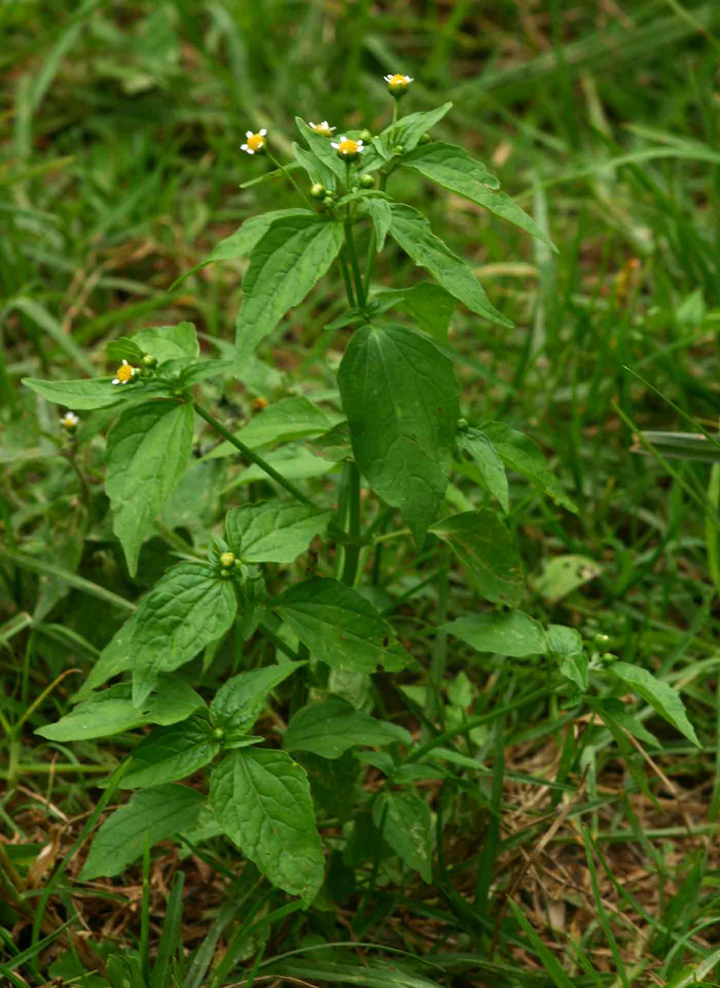 Galinsoga parviflora
