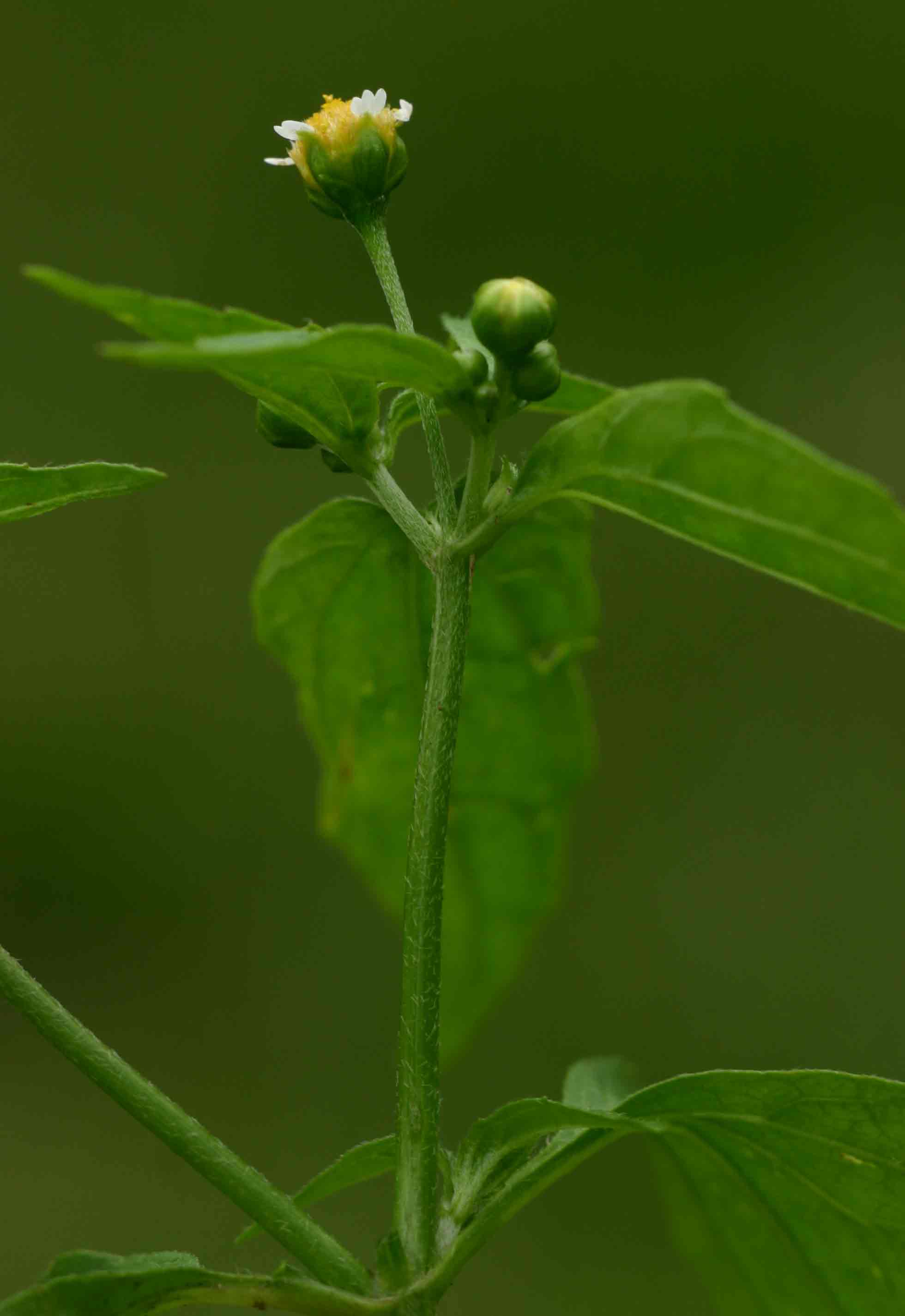 Galinsoga parviflora