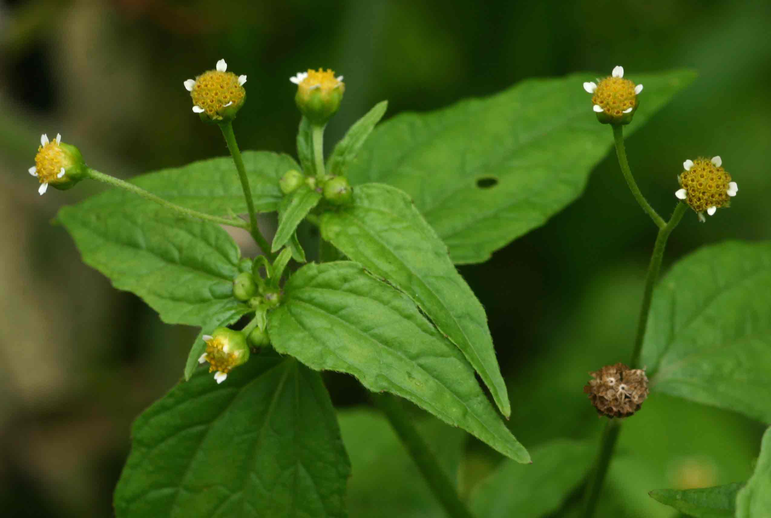 Galinsoga parviflora